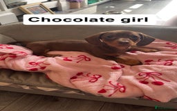 Dachshund dogs for sale: Dachshund puppies - Image 4