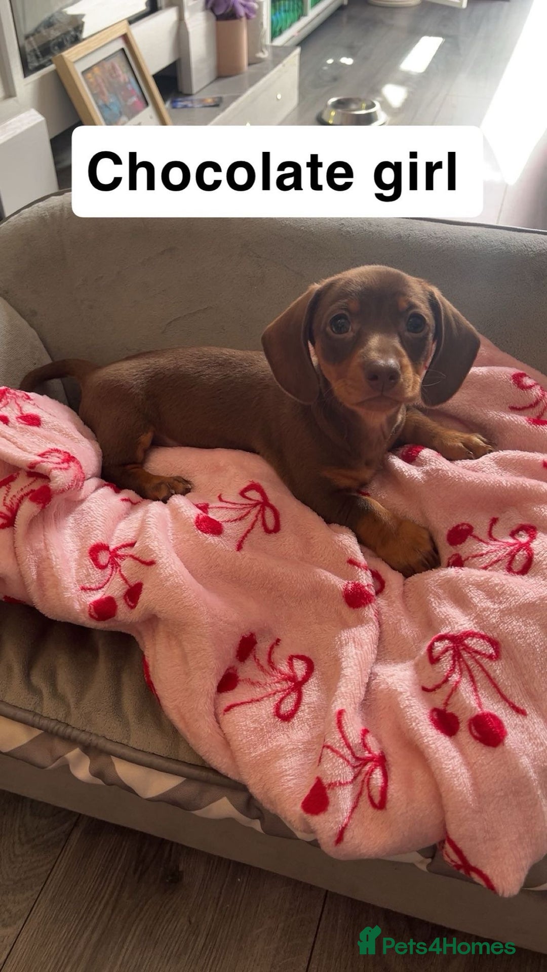 Dachshund dogs for sale: Dachshund puppies - Image 4