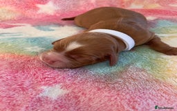 Cocker Spaniel dogs for sale: Cocker spaniel puppies  - Image 4