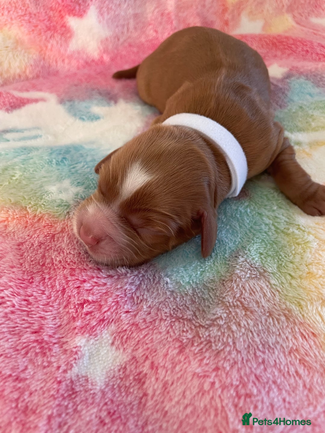 Cocker Spaniel dogs for sale: Cocker spaniel puppies  - Image 4