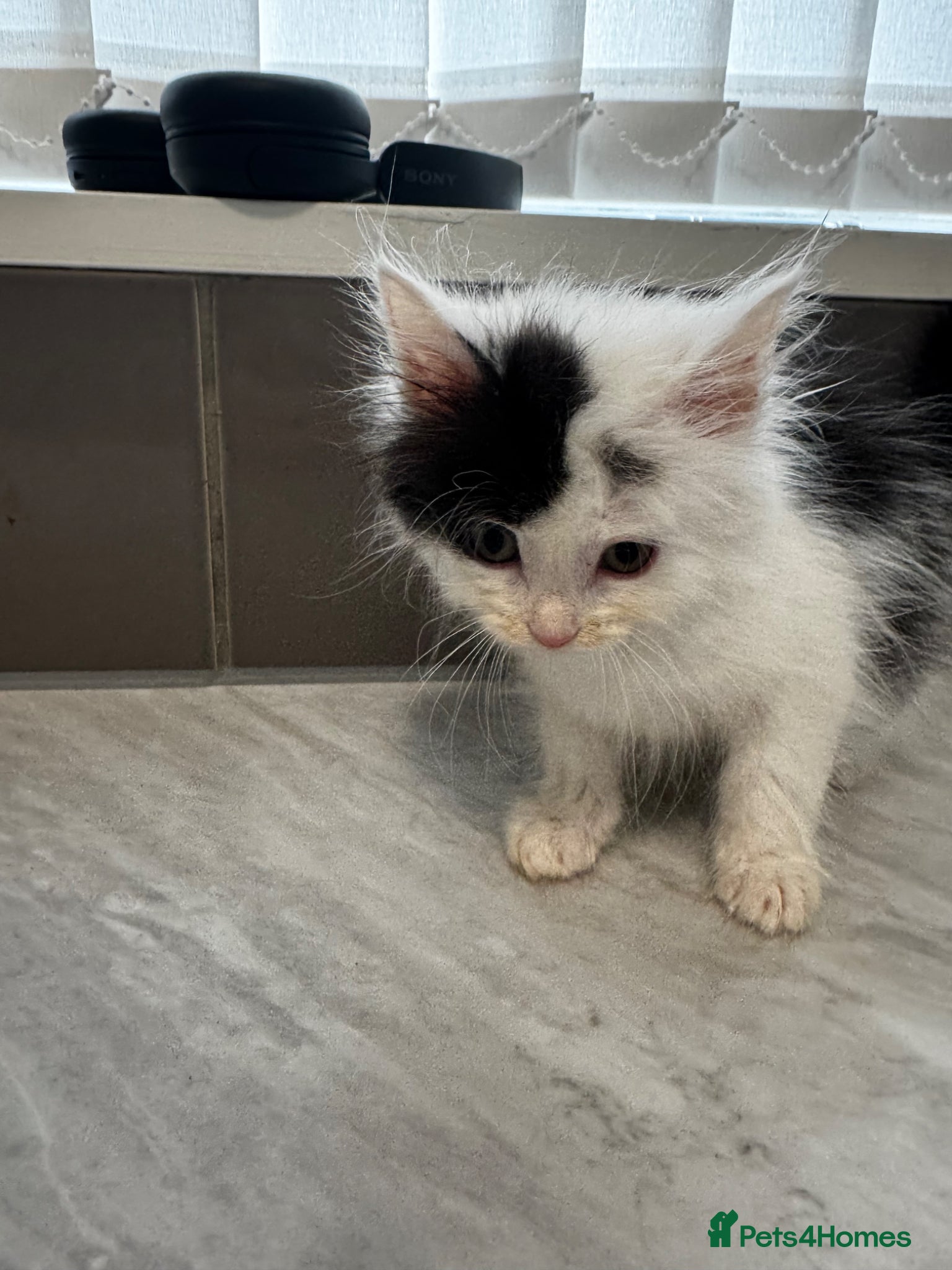Mixed Breed cats for sale: 3 lovely kittens ready for a new home  - Advert 7