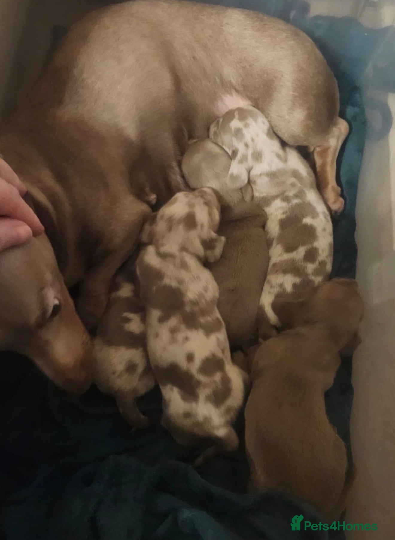 Dachshund dogs KC registered Dachshund Puppies - Advert 2