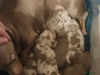 Dachshund dogs KC registered Dachshund Puppies - Advert 2