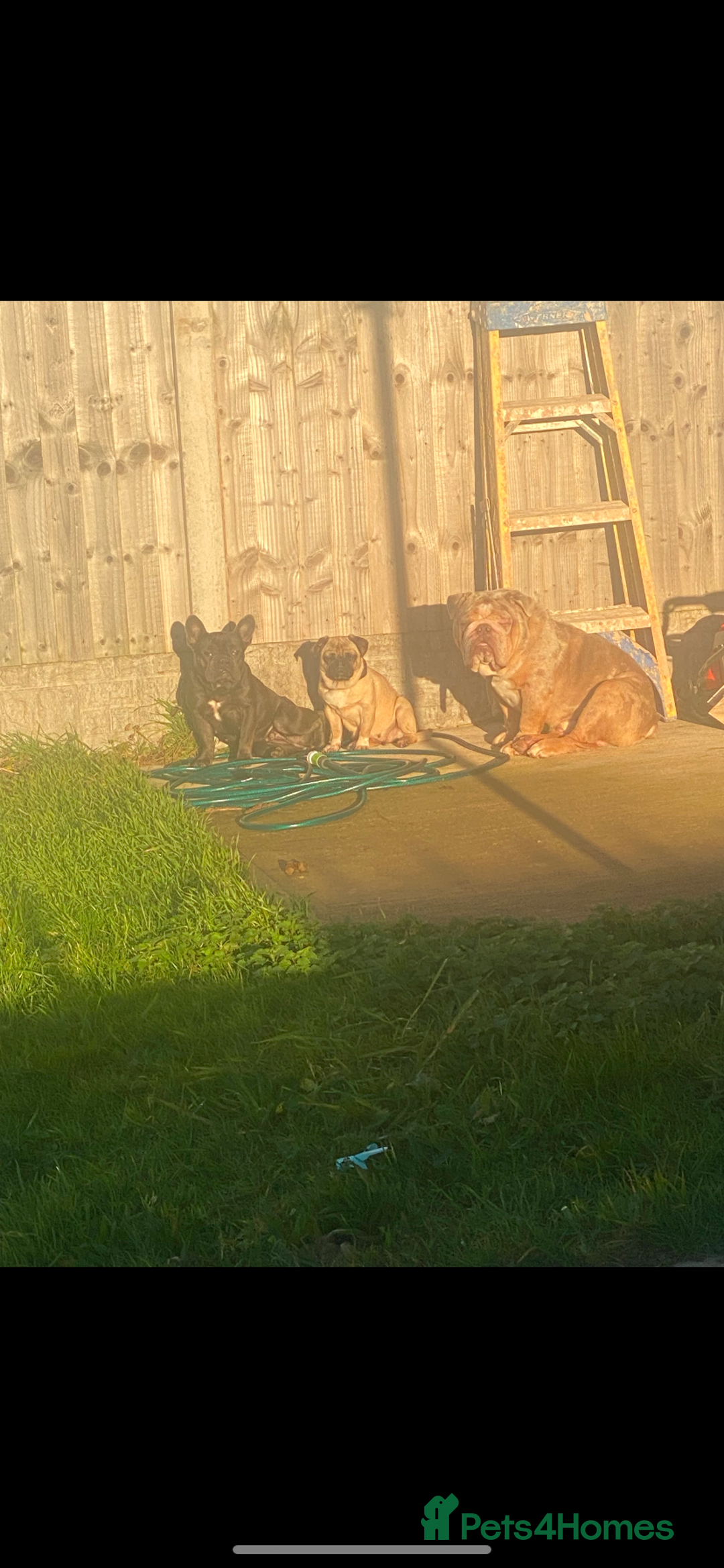 Mixed Breed dogs for sale: French bulldog cross British bulldog - Image 7