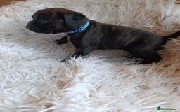 Boxer dogs for sale: Kc reg boxer pups for sale  - Image 4