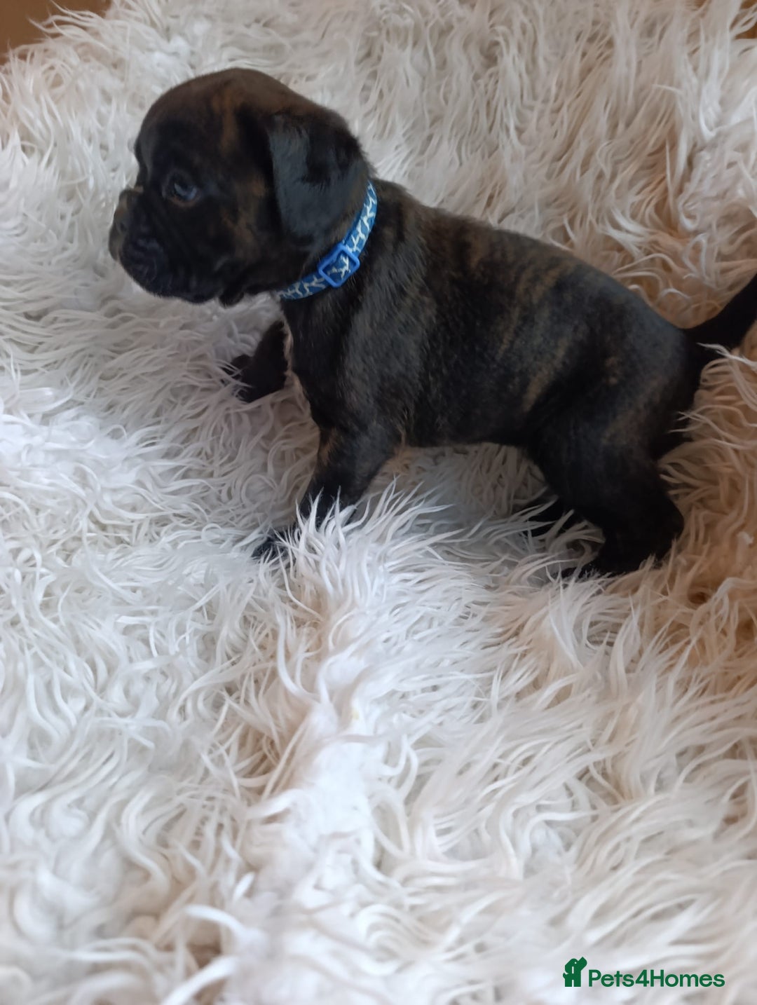 Boxer dogs for sale: Kc reg boxer pups for sale  - Image 4