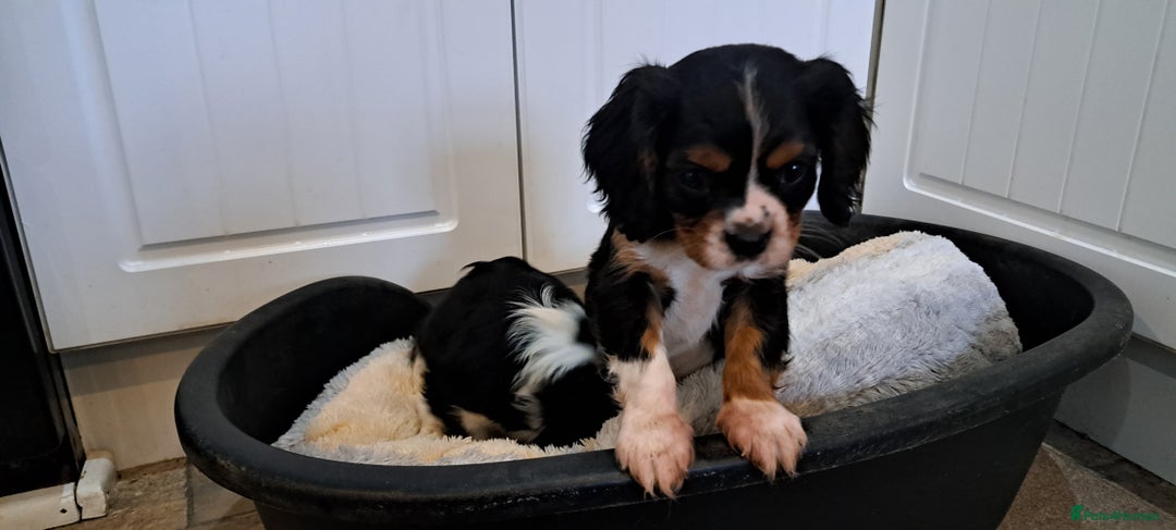 Cavalier King Charles Spaniel dogs for sale: Cavalier King Charles Puppies Available - Image 5