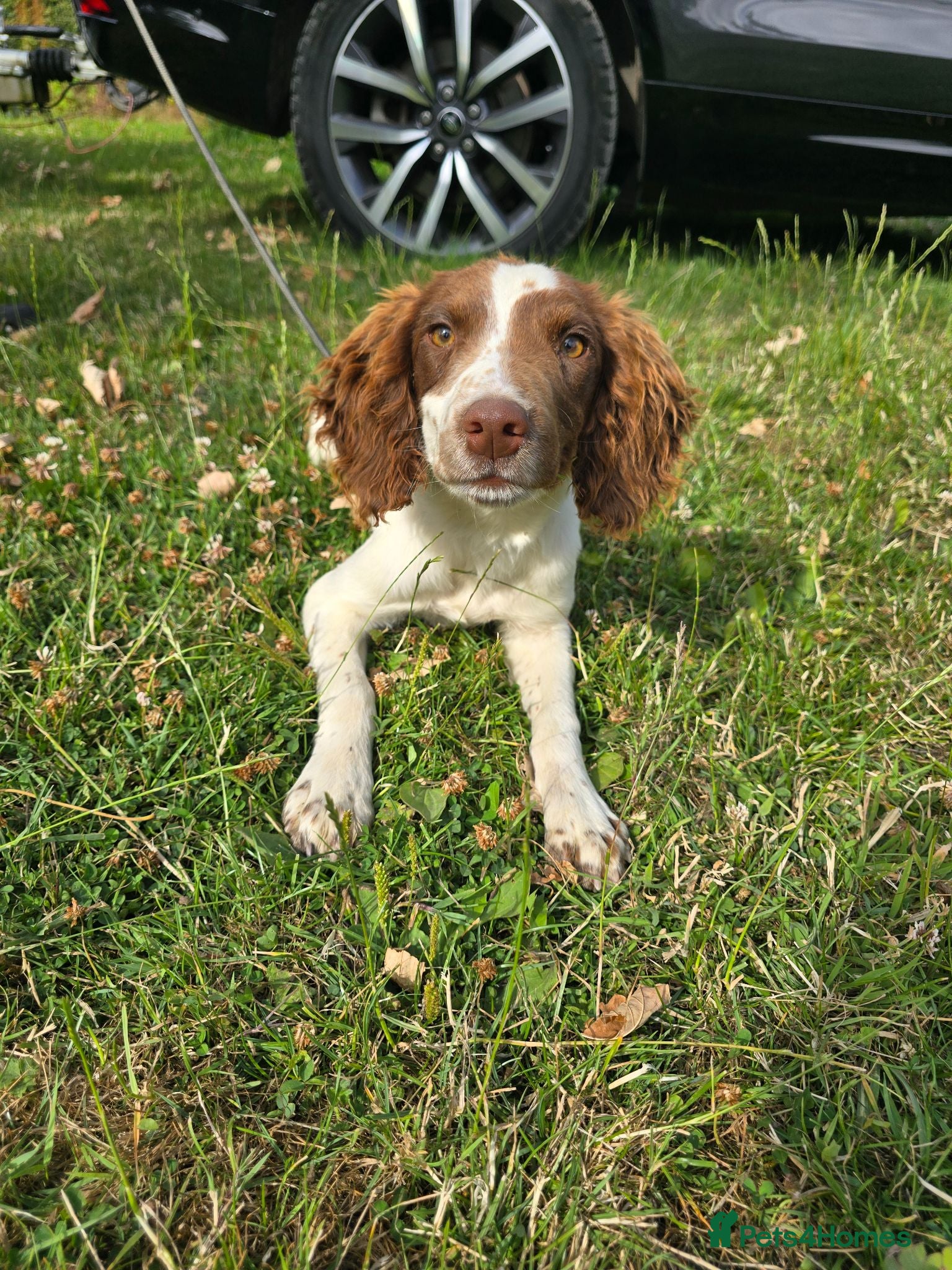 English Springer Spaniel dogs Kc registered Springer Spaniel pups - Advert 1