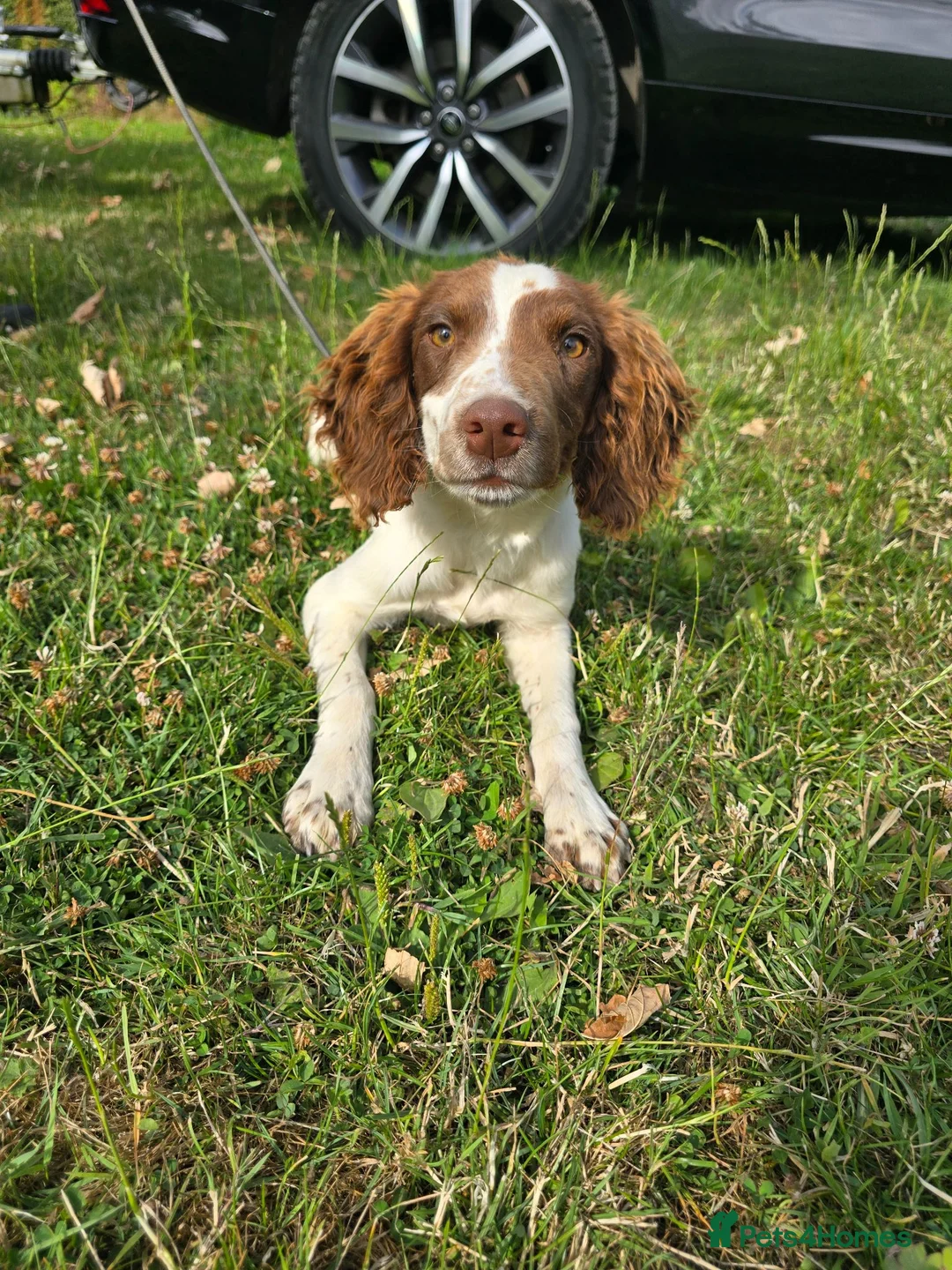 English Springer Spaniel dogs for sale: Kc registered Springer Spaniel pups - Advert 1