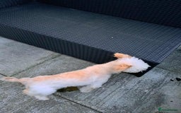 Mixed Breed dogs for adoption: Meet Snowy, currently residing in Crawley - Image 6