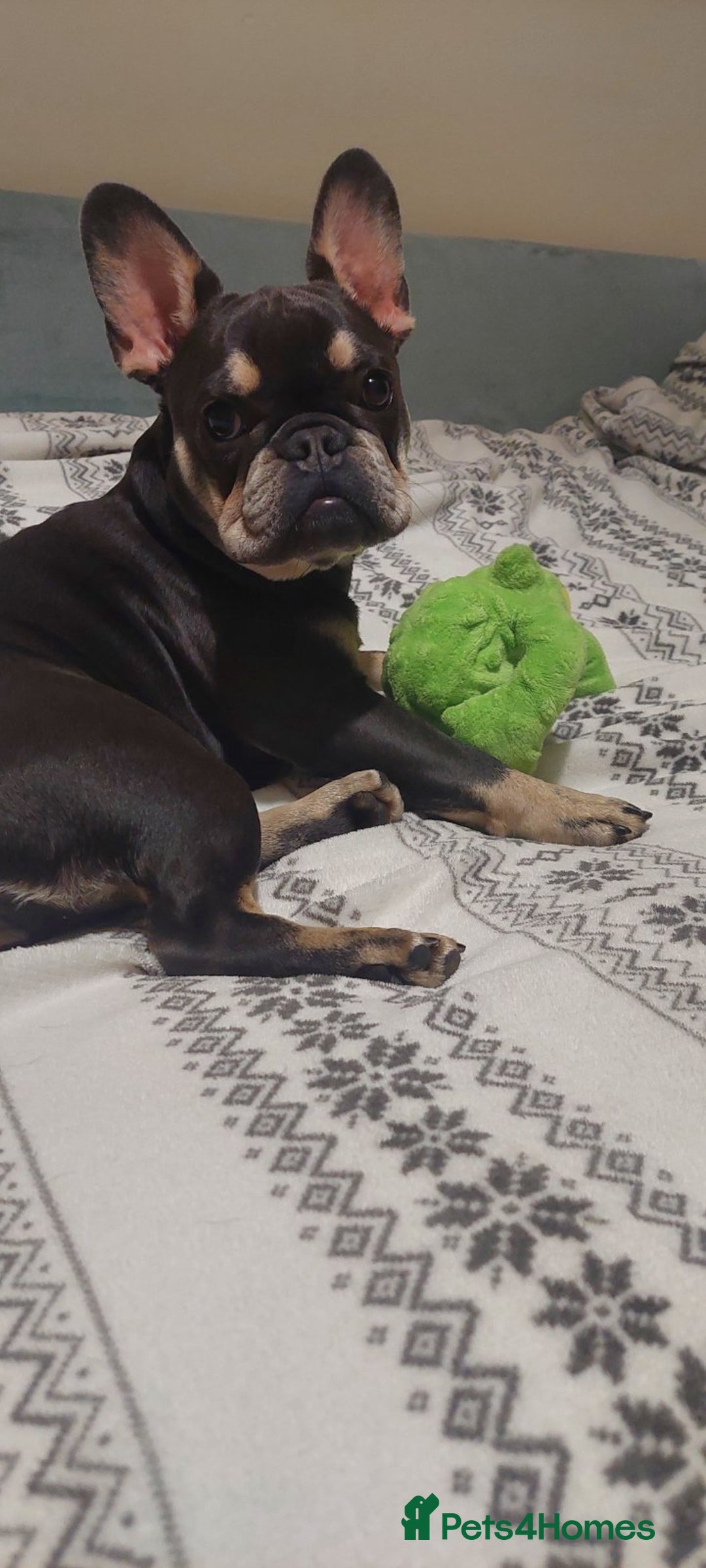 French Bulldog dogs for sale: Beautiful Blue French Bulldog Girl - 7 months old - Advert 7