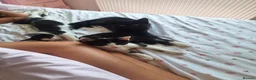 Mixed Breed cats for sale: Kittens fluffy tabby  - Advert 4