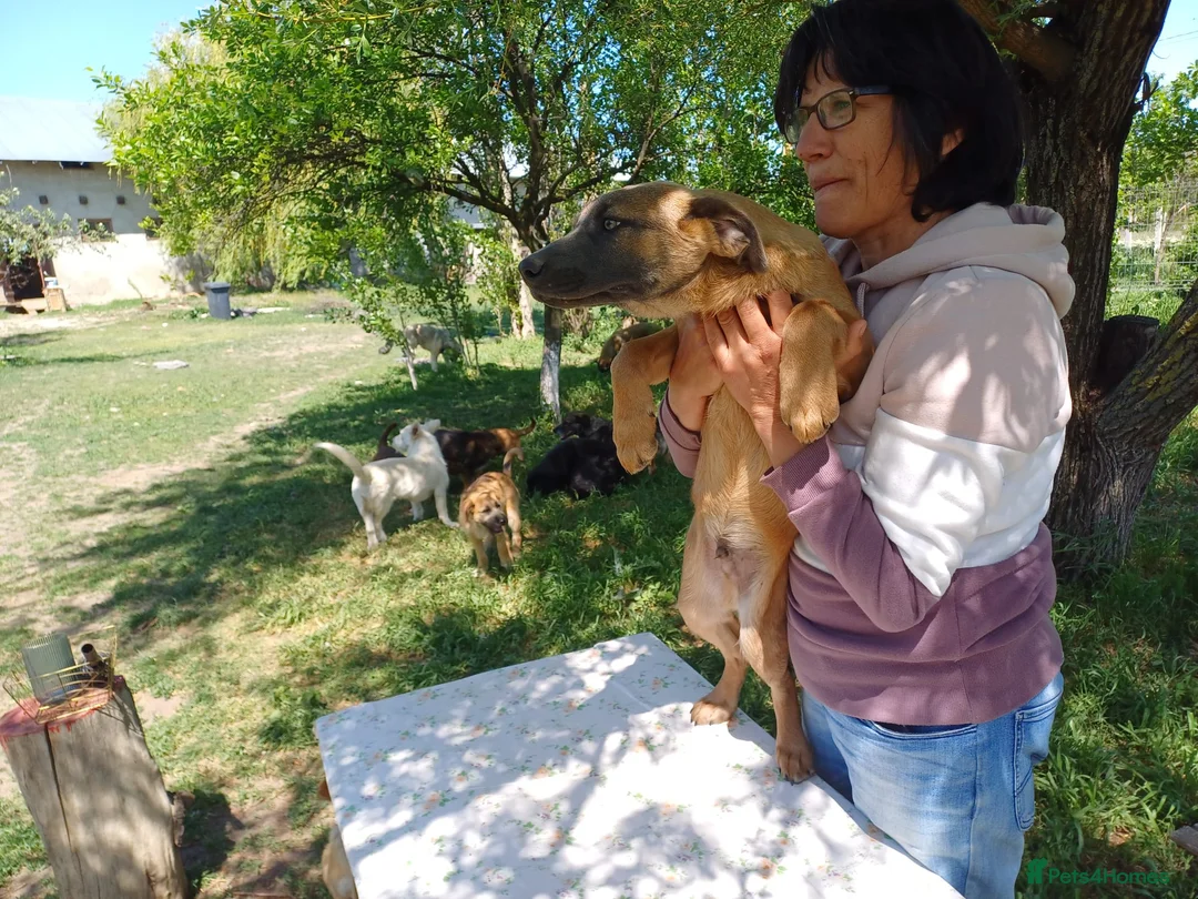 Mixed Breed dogs for adoption: BLUE, a Lovely Puppy Boy - for a Loving Home in Nottingham - Advert 17