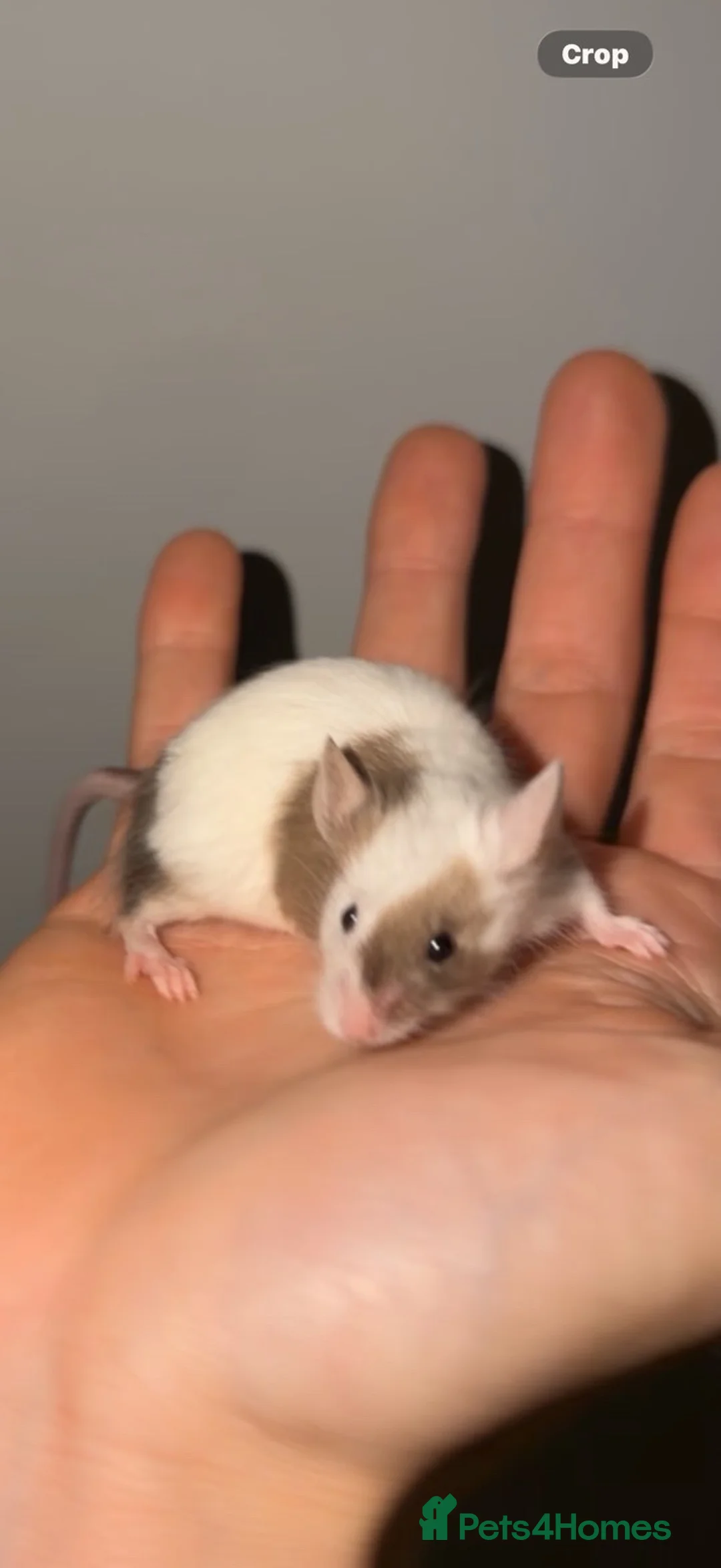 Mouse rodents for sale: 2 female mice  in Skelmersdale - Advert 1