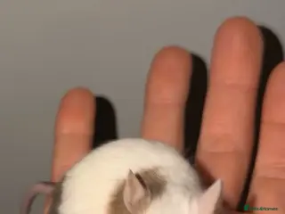 Mouse rodents 2 female mice - Advert 16