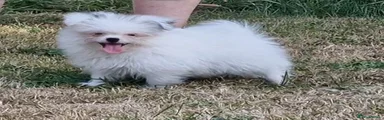 Mixed Breed 2