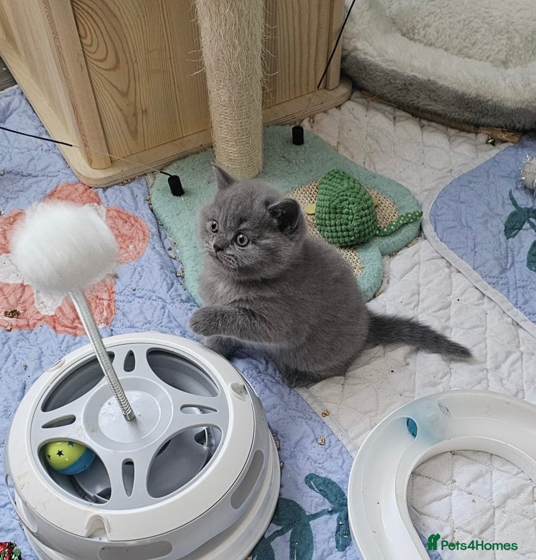 British Longhair cats for sale: Ready to go amazing kitties  - Advert 15