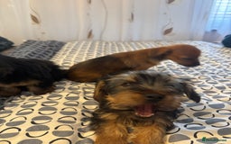 Yorkshire Terrier dogs for sale: Puppies for sale  - Image 16