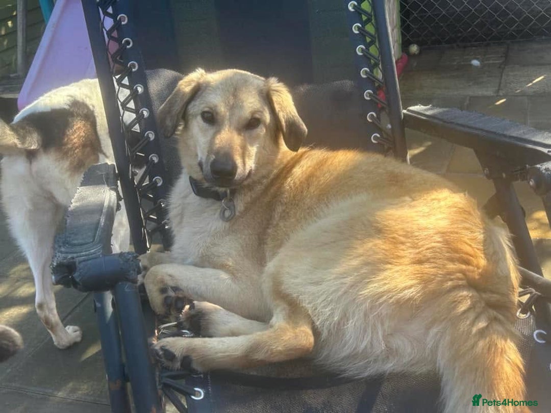 Mixed Breed dogs for adoption: Pettern - Norwich Norfolk  - Image 23