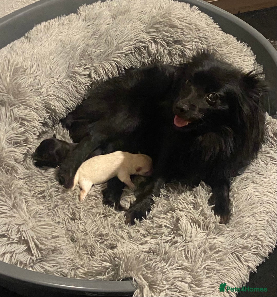 Pomeranian dogs for sale: Black Pomeranian puppies  - Advert 4