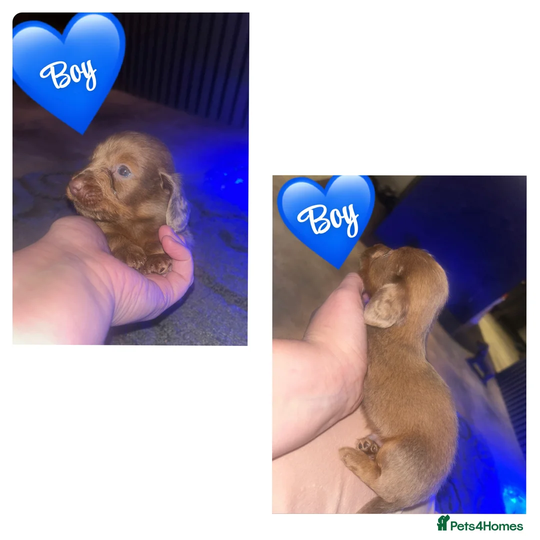 Miniature Dachshund dogs for sale: Miniature dachshund puppies - Advert 9