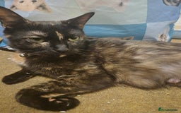 Bengal cats for sale: 3 Gorgeous Ginger 3/4 Bengal Kittens in London - Image 4