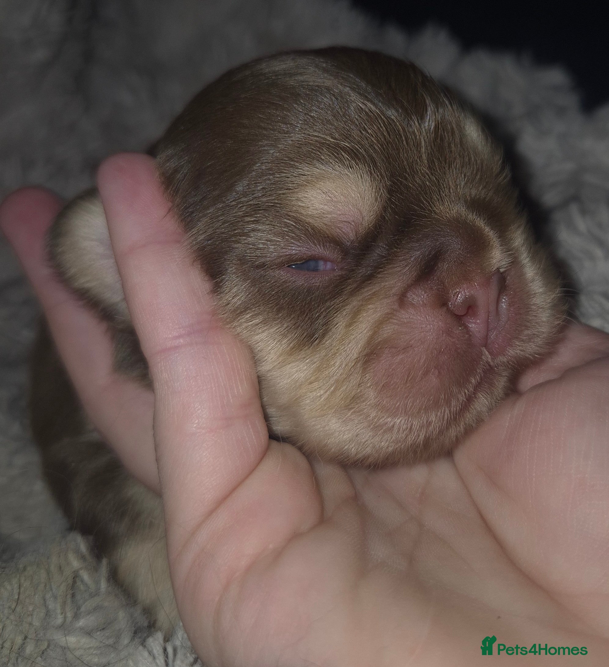 French Bulldog dogs French bulldog fluffy pup - Advert 3