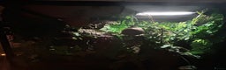 Gecko reptiles for sale: Harlequin Tricolour Crested Gecko + Large Tank - Advert 21