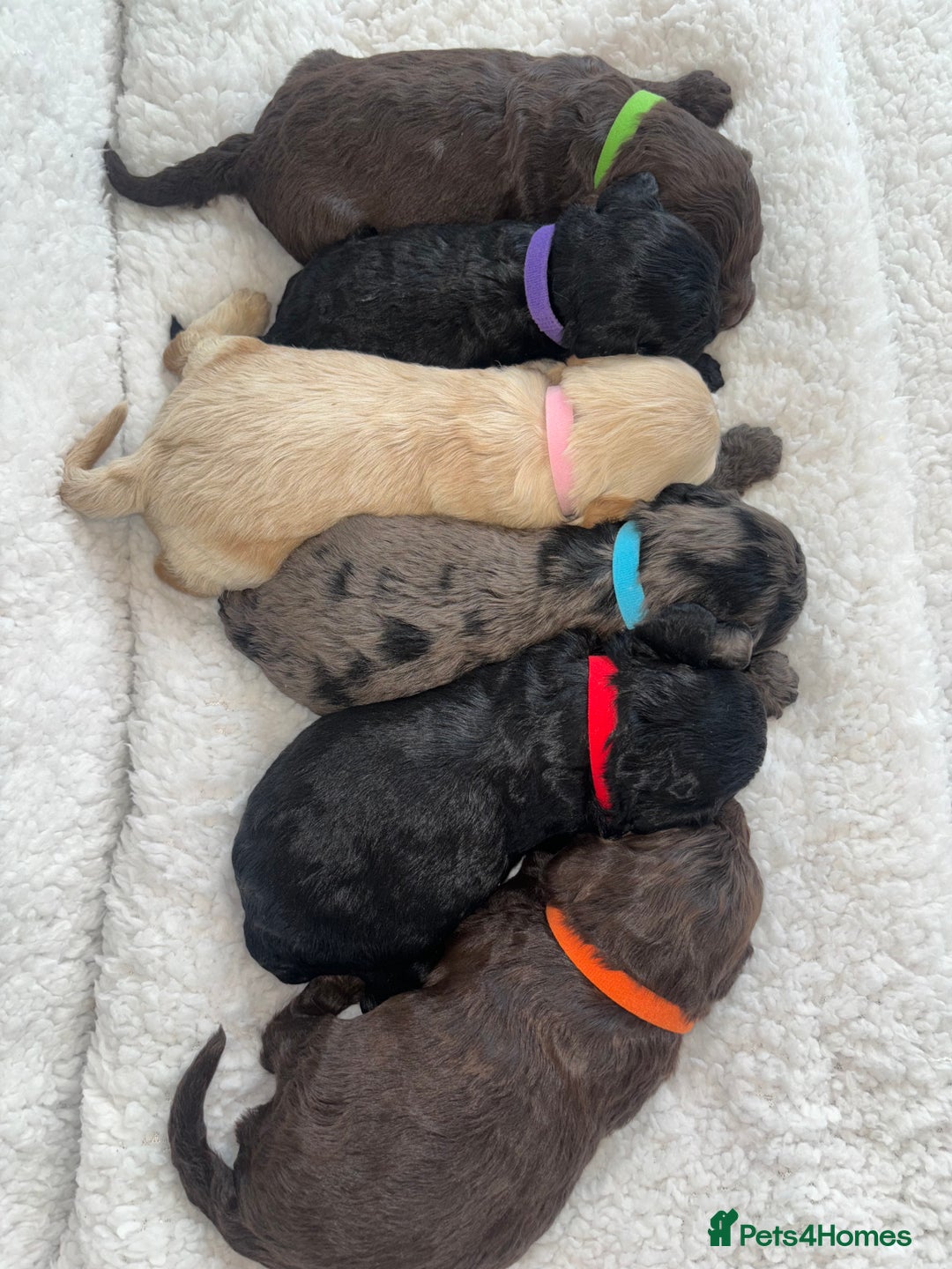 Cavapoo dogs for sale: 🐶 F1 CAVAPOO PUPPIES HEALTH TESTED PARENTS 🐶 - Advert 34