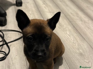 Belgian Shepherd Dog dogs - Advert 13