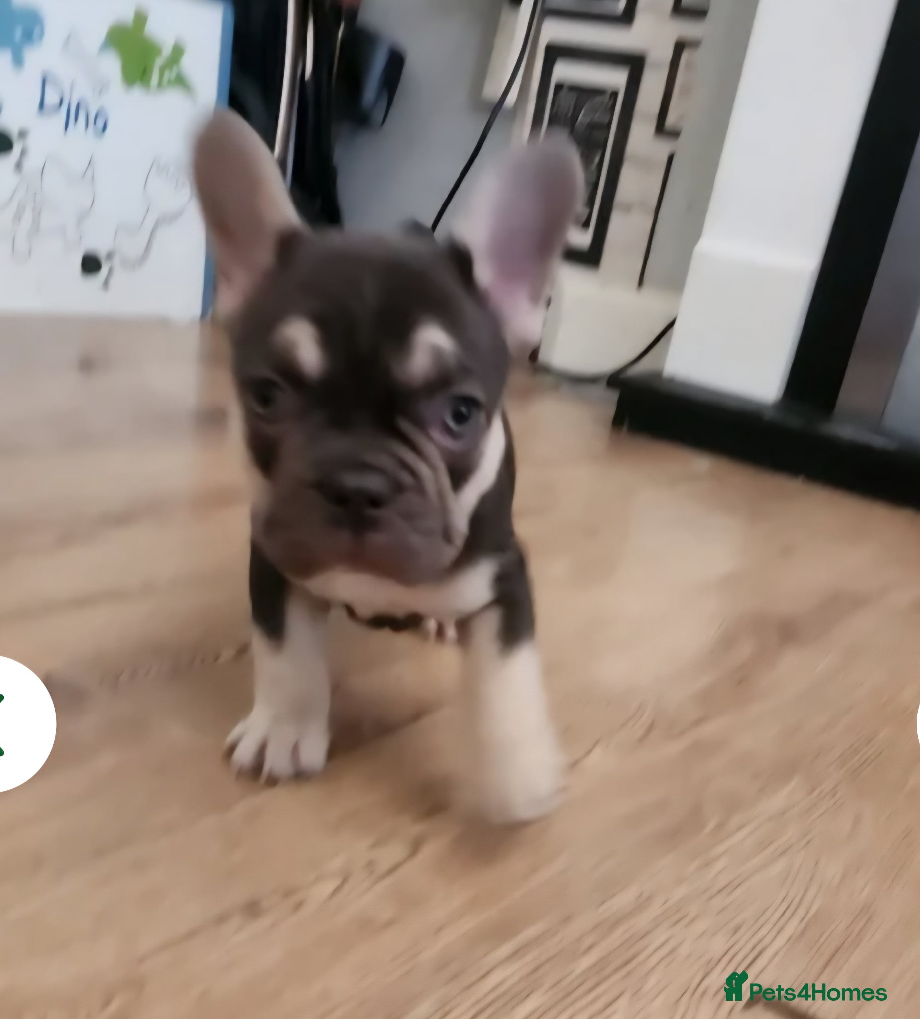 French Bulldog dogs READY NOW french bulldog puppies. fluffy carriers. - Advert 1