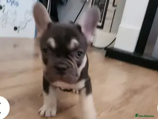 French Bulldog dogs READY NOW french bulldog puppies. fluffy carriers. - Advert 3