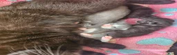 British Shorthair cats for sale: Beautiful British Shorthair Kittens  - Advert 2
