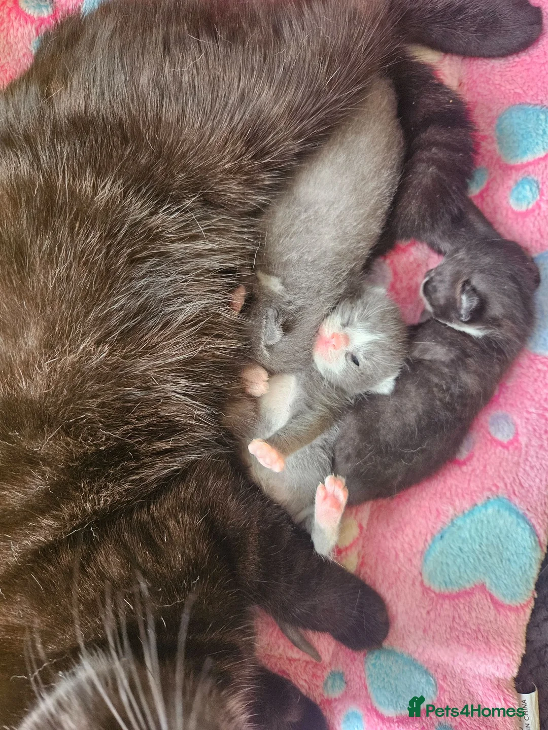 British Shorthair cats for sale: Beautiful British Shorthair Kittens  - Advert 2