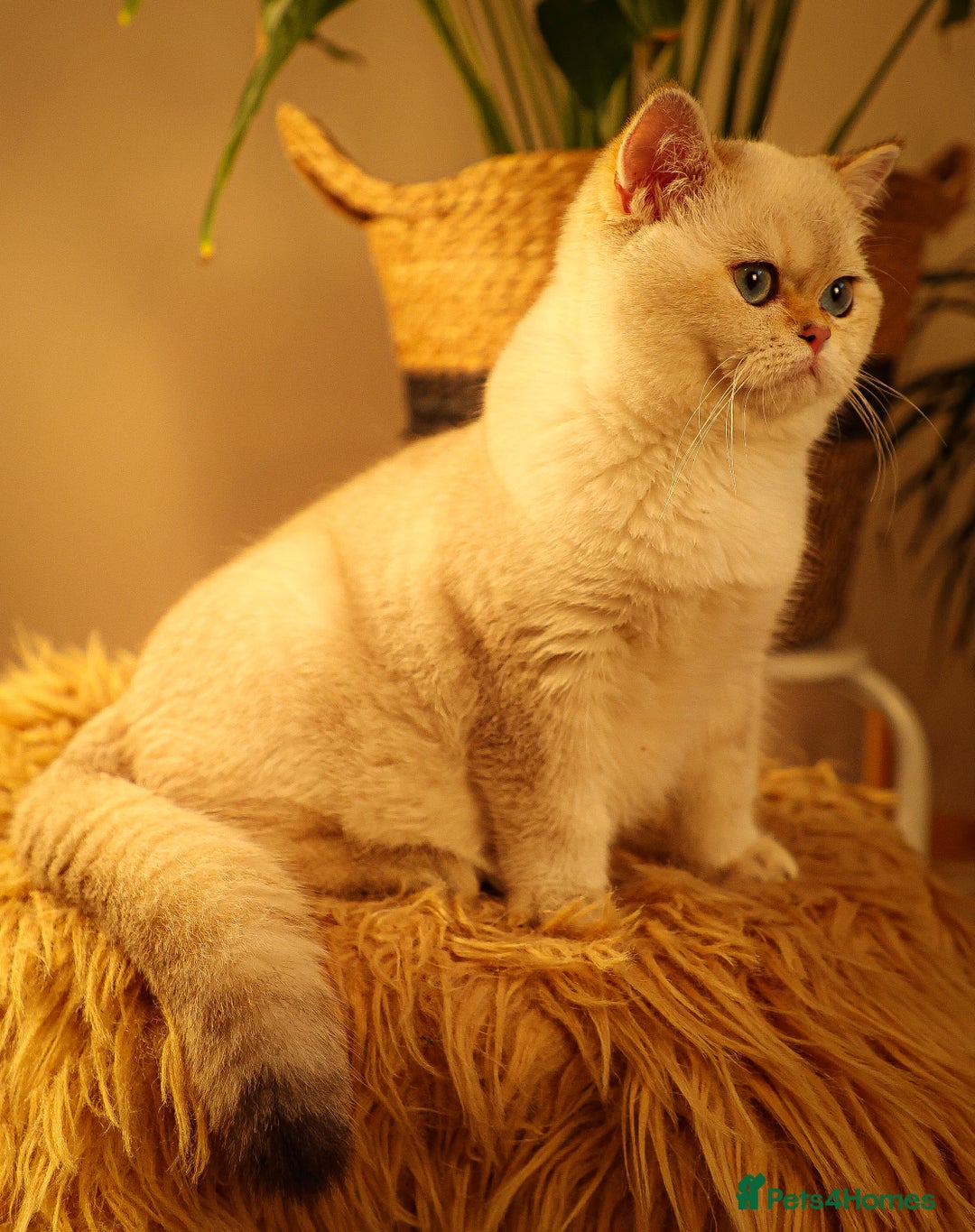 British Shorthair cats for sale: TICA British Shorthair Kittens Champion bloodline in Bedford - Image 5