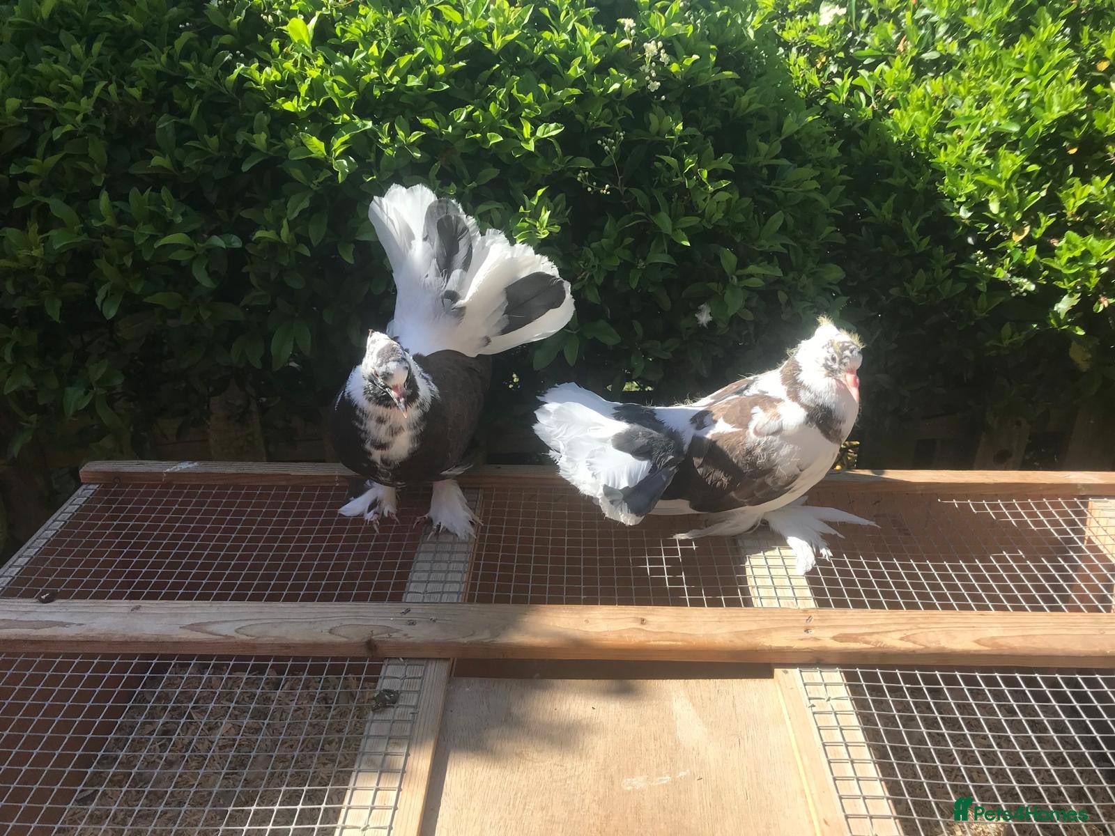 Pigeons birds for sale: Pair of Indian fantails for sale  in Dudley - Advert 1