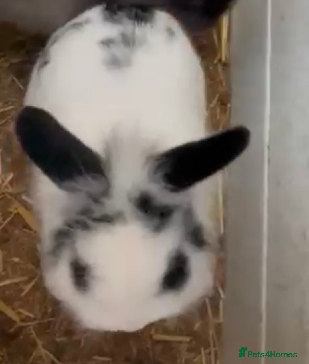 Lionhead rabbits for sale: Male Lionhead Rabbit - Advert 2