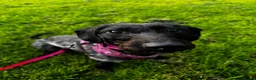 Mixed Breed dogs for sale: Misty (Moo Moo) in Blyth - Advert 2