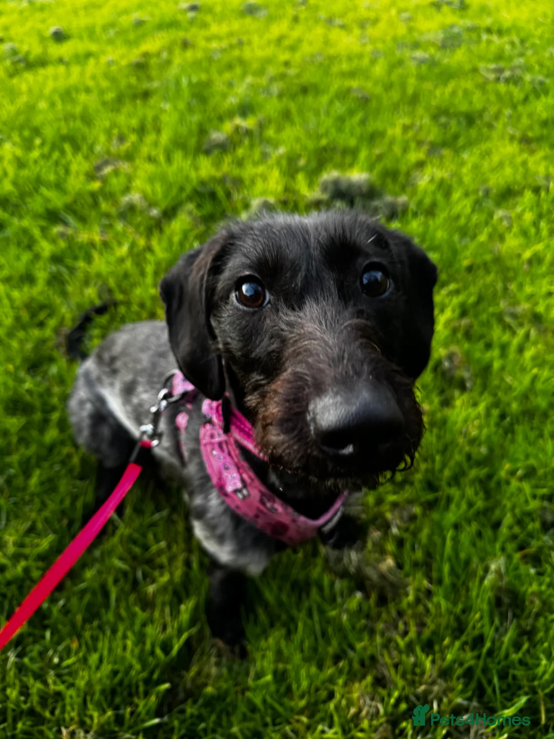 Mixed Breed dogs for sale: Misty (Moo Moo) in Blyth - Advert 2