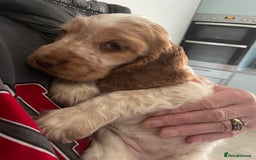 Cocker Spaniel dogs for sale: Beautiful Cocker Spaniel Puppies For Sale  - Image 5