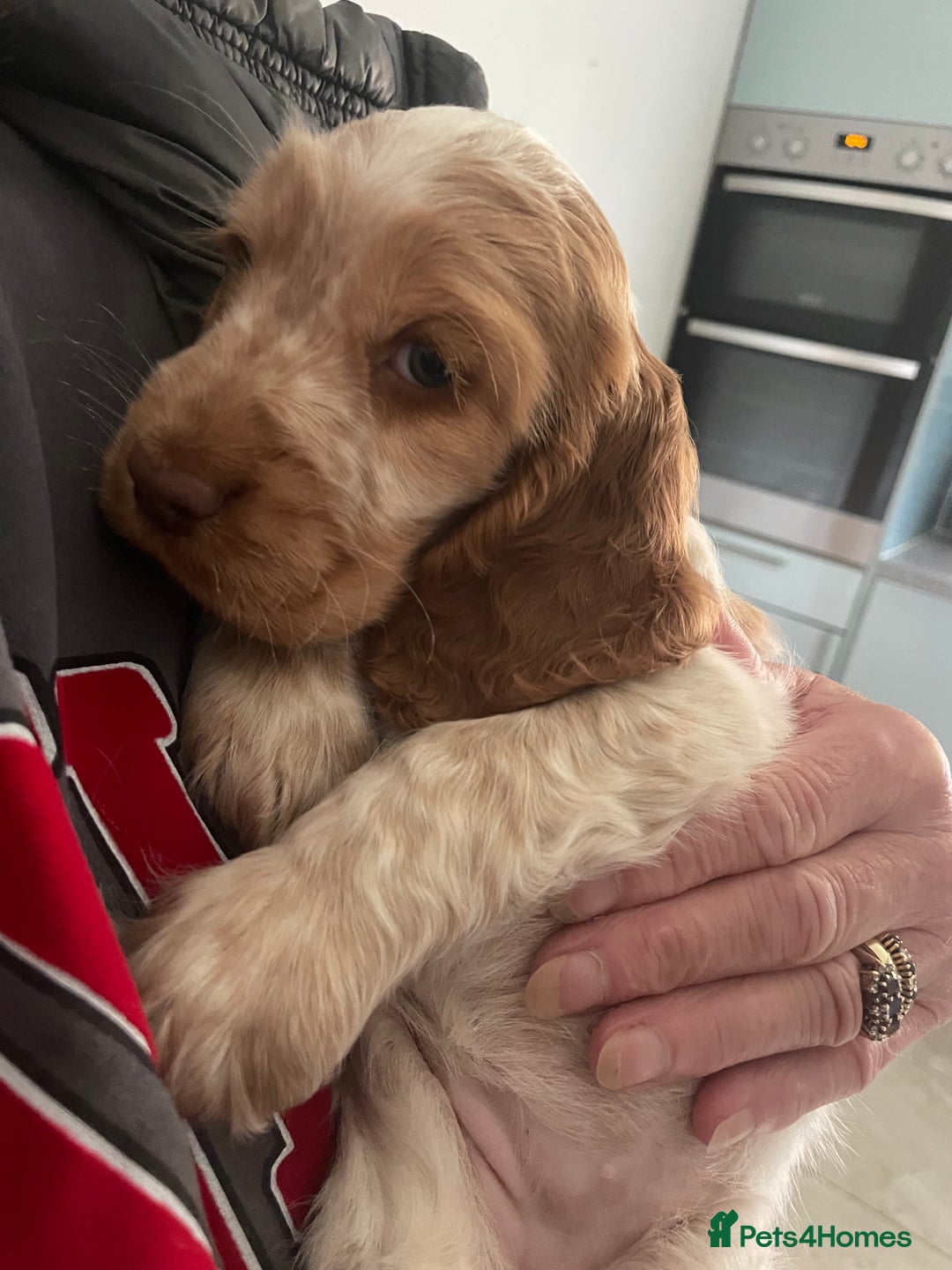 Cocker Spaniel dogs for sale: Beautiful Cocker Spaniel Puppies For Sale  - Image 5