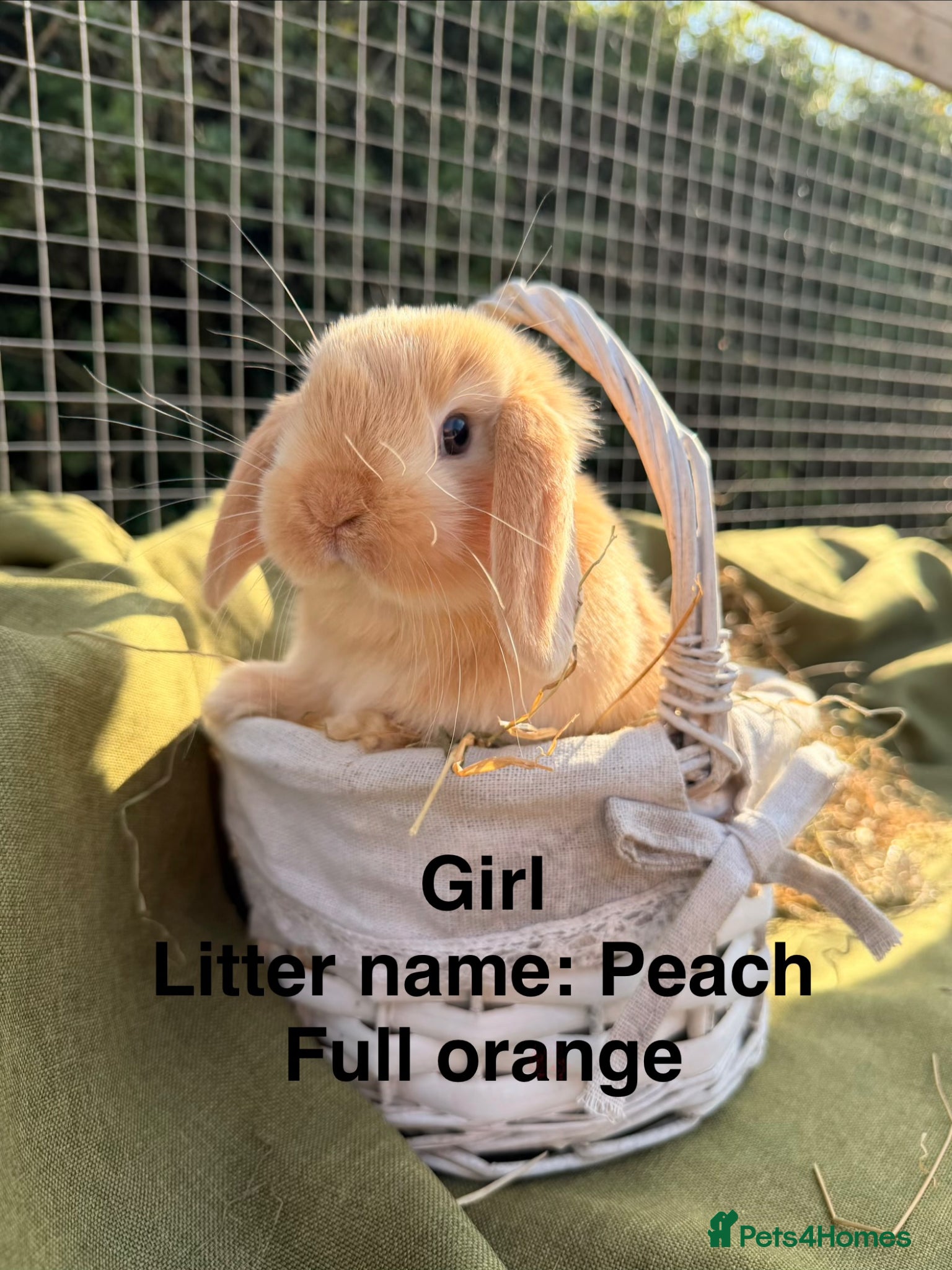 Mini Lop rabbits *Mini Lop Babies  - Advert 1