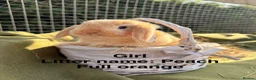 Mini Lop rabbits for sale: *Mini Lop Babies  - Advert 8