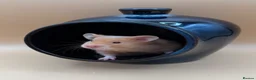 Hamster rodents for sale: Adorable PEDIGREE Syrian baby’s - Advert 7