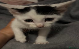 Mixed Breed cats for sale: Ginger kittens, tri colour calico black and white  - Advert 7