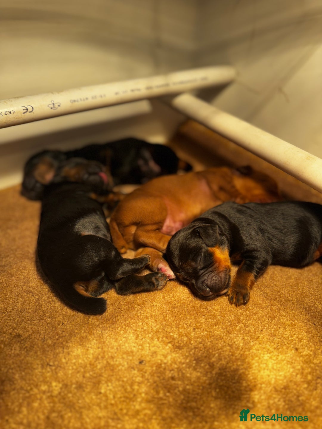 Cocker Spaniel dogs for sale: Working Cocker Spaniels - Advert 9