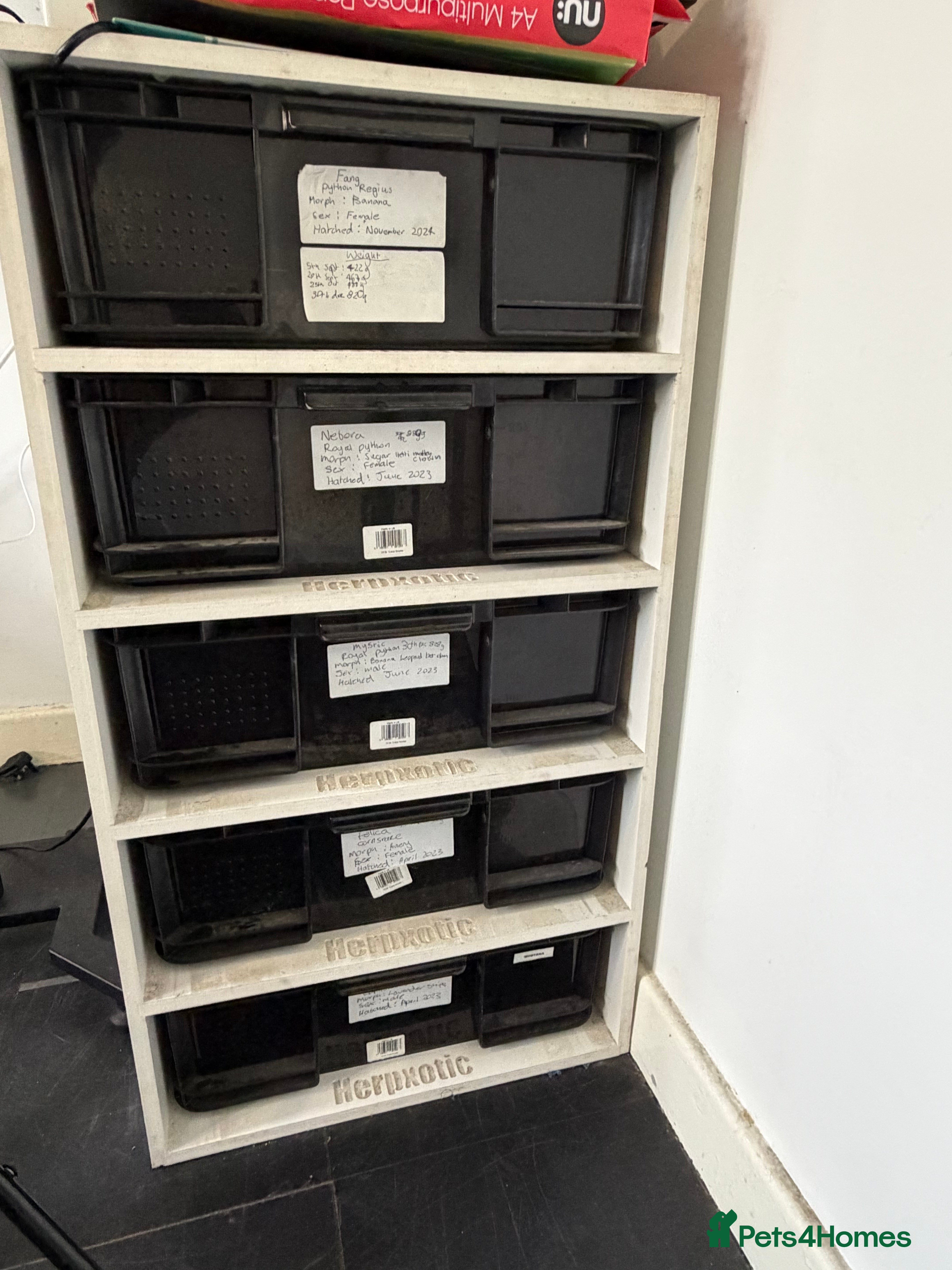 Python Snake reptiles Royal pythons and cornsnakes with set up - Advert 1