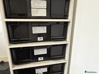 Python Snake reptiles Royal pythons and cornsnakes with set up - Advert 1