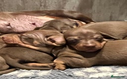 Miniature Dachshund dogs for sale: Stunning miniature Dachshunds PRA clear KC reg - Image 5