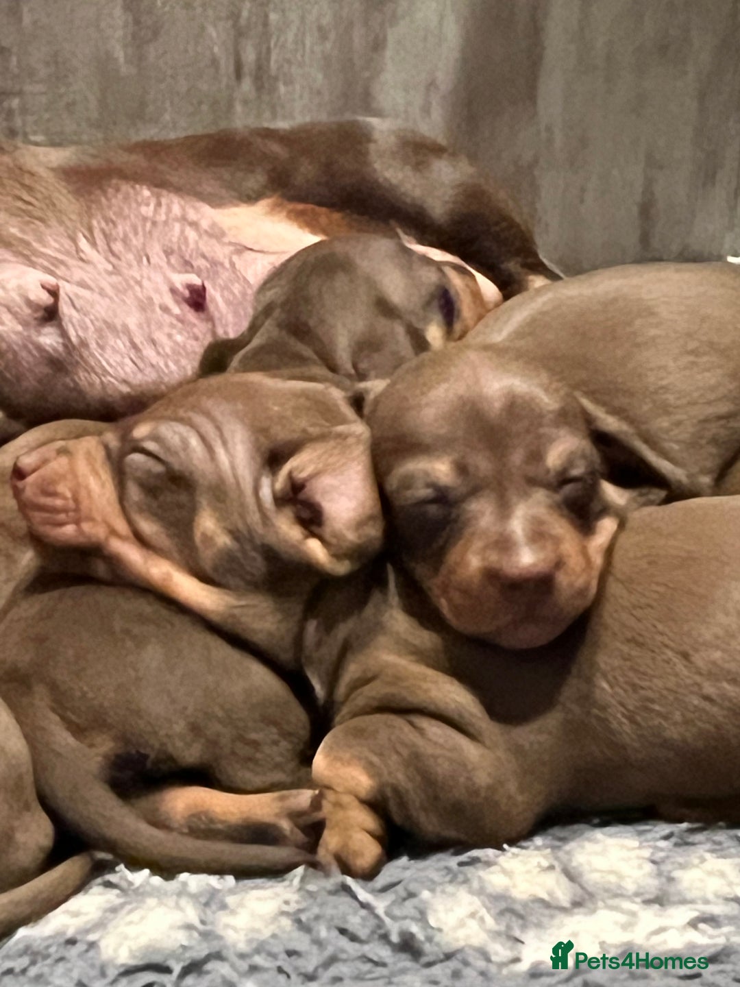 Miniature Dachshund dogs for sale: Stunning miniature Dachshunds PRA clear KC reg - Image 5